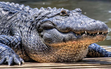 

Обои 1024x768 крокодил звери на рабочий стол скачать бесплатно высокого качества.

