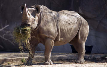 

HD обои 1024x768 звери носорог

