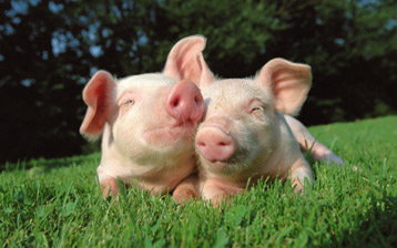 

Обои животные свиньи на траве

