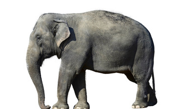 

Заставки животные слон 1024x768


