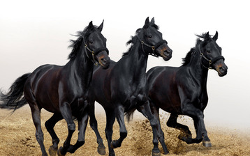 

Заставки животные кони 1024x768

