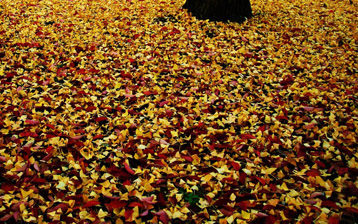 

Обои осень, фото опавшие листья 1024x768

