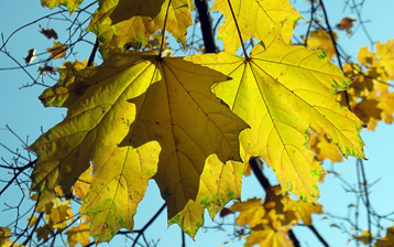 

Красивые обои осень, картинки желтые листья 1024x768

