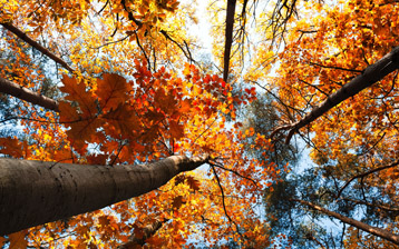 

Обои ранняя осень, фото лес деревья 1024x768

