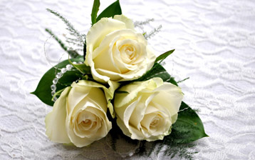 

Обои цветы три белые розы

