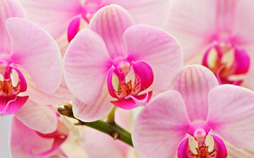 

Обои цветы орхидеи 1024x768


