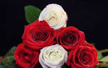 

Обои белые красные розы букет

