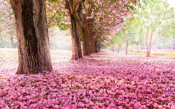 

Фото март цветущие деревья апрель

