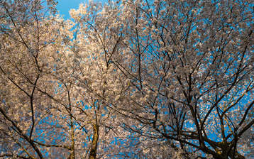 

Обои природа весна небо природа

