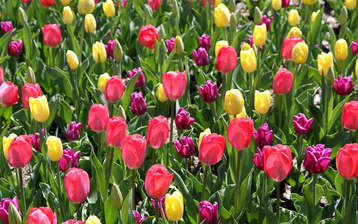

Фото весна тюльпаны март апрель

