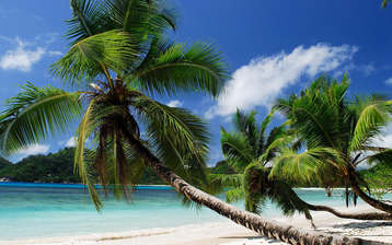 

Обои лето море пальмы красота

