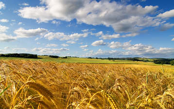 

Заставки поле обои пшеница колос

