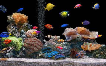 

HD обои рыбы водный мир картинки

