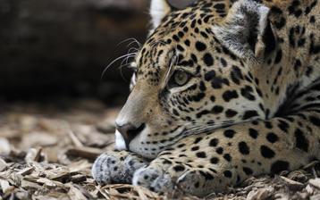 

Картинки животные, леопард скачать бесплатно обои высокого качества

