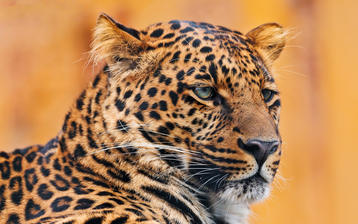 

HD обои 1280x1024 животные, леопард

