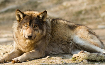 

HD картинки животные 1280x1024, волк

