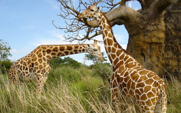 

Обои животные 1280x1024 жираф

