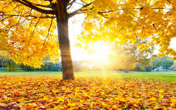 

Обои 1280x1024, желтые листья, солнце, дерево


