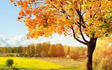 

Обои осень, фото одинокое дерево

