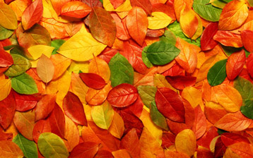 

Обои природа, картинки осень опавшие листья

