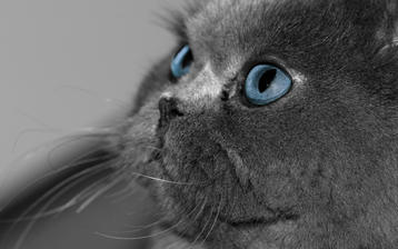 

Обои коты 1280x1024 на рабочий стол, голубые глаза скачать бесплатно высокого качества.

