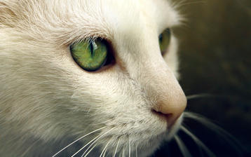 

HD обои 1280x1024 коты, усы, зеленые глаза


