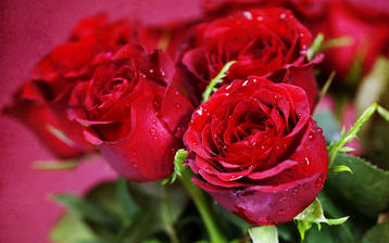

HD обои 1280x1024 цветы, красные розы

