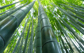 

HD обои 1280x1024 лес, бамбук

