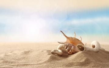 

HD обои лето 1280x1024, песок, берег, ракушка

