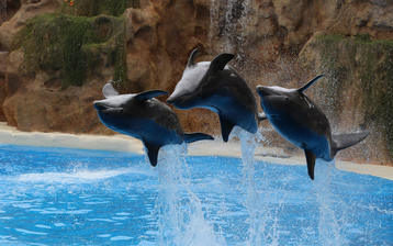

HD картинки рыбы 1280x1024, дельфины, прыжки

