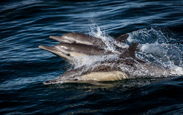

HD обои рыбы 1280x1024, дельфины, море

