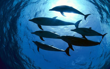 

Обои рыбы, дельфины, стая 1280x1024 на рабочий стол скачать бесплатно высокого качества.

