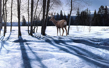 

Обои 1280x1024 зимняя природа, фото олень

