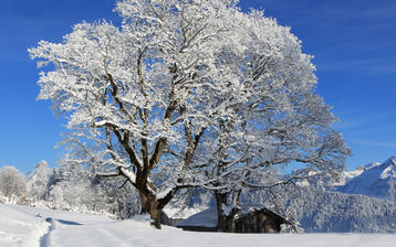 

HD обои зимняя природа 1280x1024, фото иней

