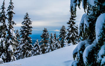 

HD заставки зима 1280x1024, фото снежный лес


