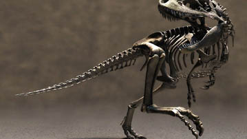 

Обои 3D скелет динозавра 

