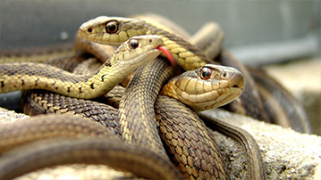 

Заставки животные змеи 1280x720


