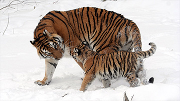 

Заставки тигрица и тигрёнок 1280x720

