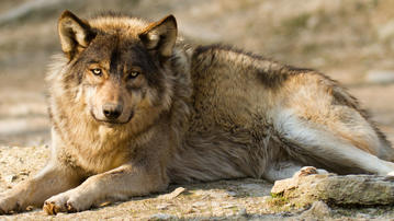 

HD картинки животные 1280x720, волк

