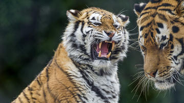 

HD обои животные 1280x720, тигры

