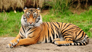 

Обои животные, хищник, тигр 1280x720 на рабочий стол скачать бесплатно высокого качества.

