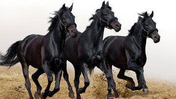 

Заставки животные кони 1280x720

