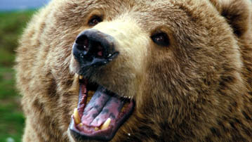 

Картинки животные медведь 1280x720

