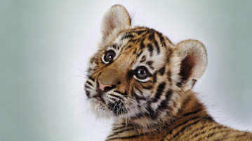 

Фотографии животные тигрёнок 1280x720

