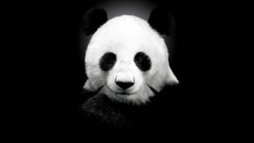 

Фотографии животные панда 1280x720

