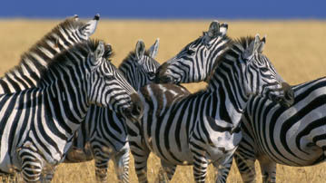 

Фотографии животные зебры 1280x720

