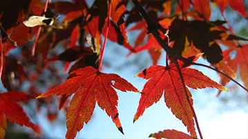 

Заставки осень кленовые листья 1280x720

