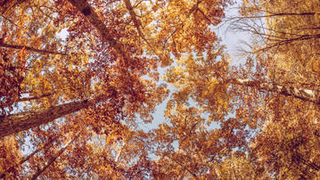 

HD обои 1280x720 осень, фото деревья, небо

