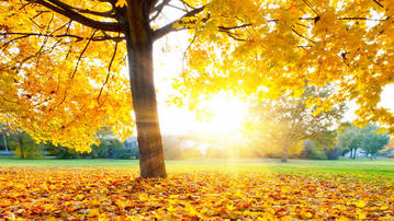 

Обои 1280x720, желтые листья, солнце, дерево

