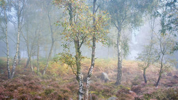 

Фото осень, обои лес, туман, осенняя природа

